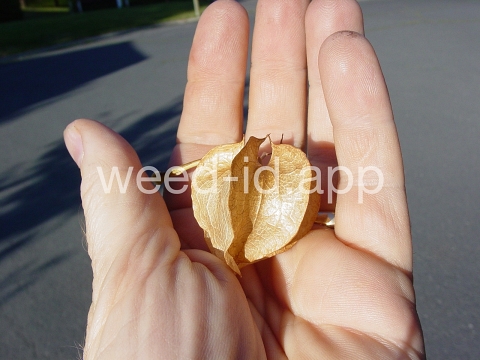 apple-of-Peru